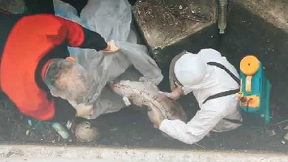 苗栗漁港飄死豬　海巡：泡水時間不長