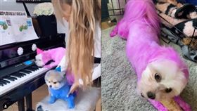 曾養死博美！女星再將狗染「鮮艷彩色」　網狂標記動保求救（圖／翻攝自IG）