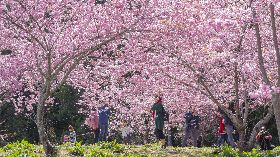 福壽山農場櫻花綻放　民眾上山賞櫻