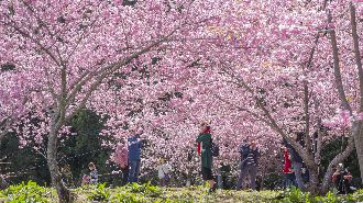為醫護加油　福壽山農場推優惠專案