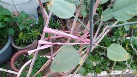 誤食不明植物中毒　專家研判為有毒樹菸草台南市一家4口疑誤食不明植物後導致不適送醫，患者自述食用的是自種的蔬菜「以色列芥菜」，不過農委會特生中心由照片研判，這株植物應是原生於南美洲的「樹菸草」，具有毒性。（台南市衛生局提供）中央社記者楊思瑞台南傳真  109年3月12日