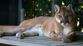 美洲獅,山獅（圖／Pixabay）