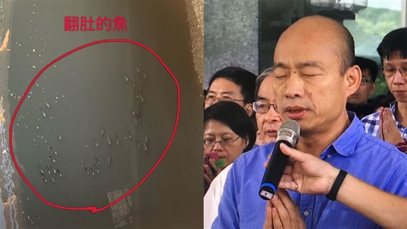 愛河支流又悲劇　網：選死瑜帶來死魚