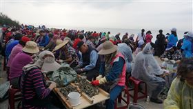 防疫優先　金門石蚵小麥文化季取消金門縣金寧鄉公所13日表示，由於武漢肺炎疫情，2020石蚵小麥文化季取消。圖為往年活動重頭戲「千人剝蚵體驗」，現場熱鬧滾滾。中央社記者黃慧敏攝　109年3月13日