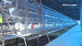 攏是假!陸代養雞獲利56% 騙千人吸金9億