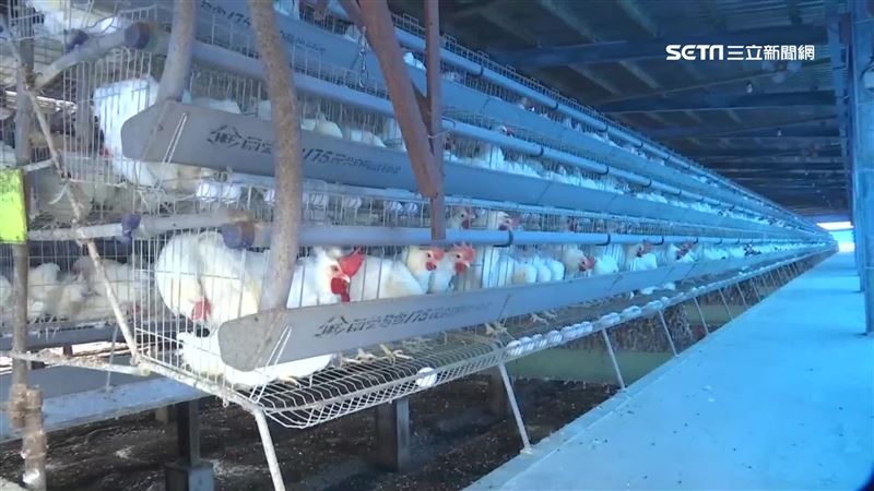 誆騙代養雞高獲利　詐騙千人吸金9億