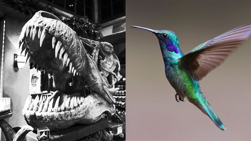 史上最小隻恐龍？「蜂鳥」兇萌照曝光