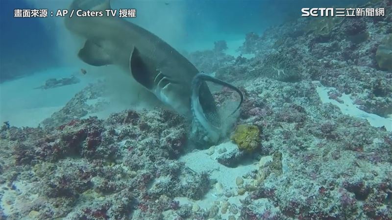 鯊魚章魚大戰　八爪並用仍命喪利齒下