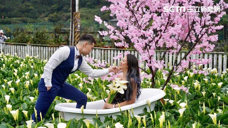 陽明山吉野櫻爆發！海芋開成白色花海
