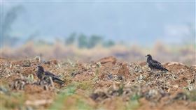 屏東彭厝農場為黑鳶重要覓食地（2）屏東科技大學鳥類生態研究室表示，彭厝農場為高屏地區黑鳶重要覓食棲地，當農民整地翻耕時，成群黑鳶會盤旋在耕耘機後方，伺機捕食被翻出的小動物。（林惠珊提供）中央社記者郭芷瑄傳真　109年3月13日
