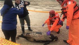 海豚擱淺陳屍金門岸際　海巡發現通報處理海巡署金馬澎分署第九岸巡隊表示，第一機動巡邏站13日上午又在金沙鎮東割灣岸際發現一隻死亡海豚擱淺，立即通報金門縣政府水產試驗所等單位派員到場處理。（金門岸巡隊提供）中央社記者黃慧敏傳真　109年3月13日