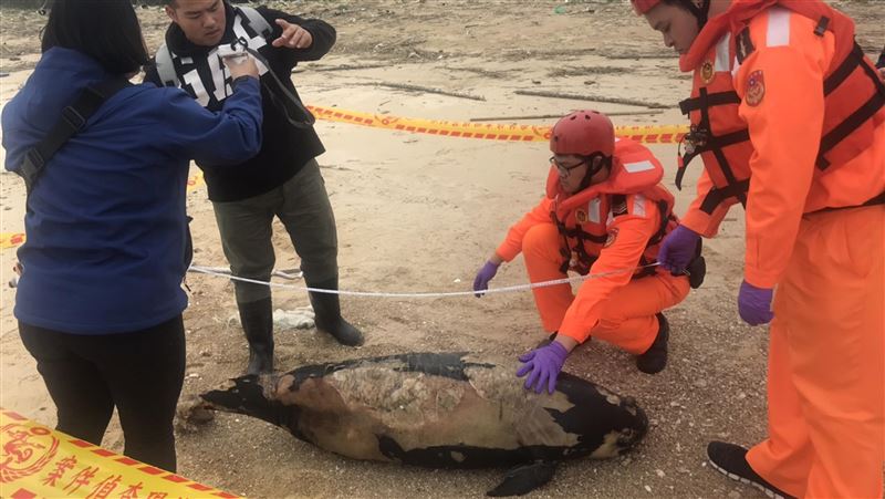 金門又見海豚擱淺陳屍岸際　死因待查