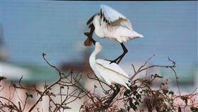 黑琵築巢珍貴畫面曝光人稱「黑琵先生」的生態攝影家王徵吉13日分享在台南鯤鯓拍攝黑面琵鷺築巢珍貴影片，傳達往返遷移的黑琵落地生根情況，展現重大保育成果。（台南市政府提供）中央社記者張榮祥傳真　109年3月13日