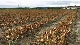 屏東洋蔥炭疽病害　農委會會勘認符合現金救助屏東恆春半島的洋蔥遭炭疽病害，產量減收約3成，農委會13日派員南下會勘，農業專家現勘後認定是氣候導致遲發性災損，符合天然災害現金救助。（屏東縣政府提供）中央社記者郭芷瑄傳真　109年3月13日