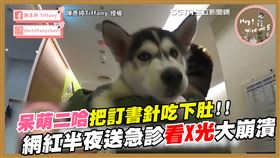 呆萌二哈把訂書針吃下肚！　網紅半夜送急診看X光大崩潰