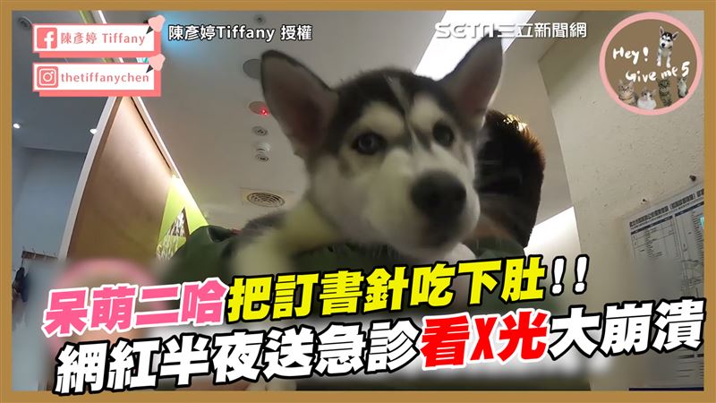 二哈訂書針吃下肚　送急診X光超驚人