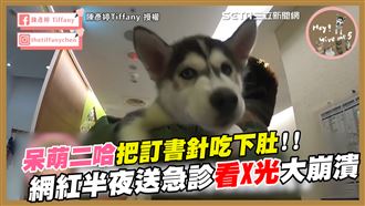 二哈訂書針吃下肚　送急診X光超驚人