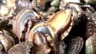 九孔鮑銷量剩1成　店家祭8折價自救