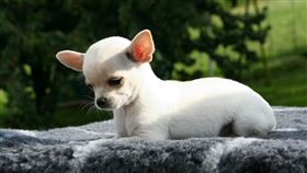 吉娃娃,遛狗,熱心,鄰居,驚人（圖／翻攝自Pixabay）