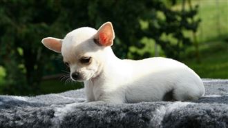 台南「狗咬狗」她怒求償11萬元　結果曝光