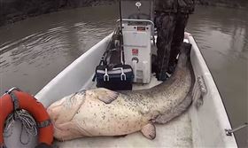 歐洲,義大利,漁夫,歐洲巨鯰,魚精。(圖/翻攝自Catfish World by Yuri Grisendi YOUTUBE)