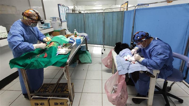 避免犬貓族繁　金門防疫所跨海絕育