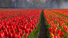 紅花（圖／翻攝自pixabay）