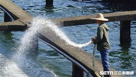 貢寮鮑（新北市政府提供）