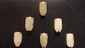 玉蟬。(圗/記者陳弋攝影)