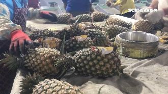 電商助農民　「鳳梨」銷量逆勢漲