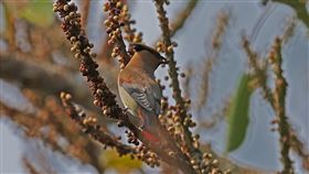 朱連雀過境墾丁關山　鳥友爭睹（1）朱連雀是寒帶鳥類，繁殖地在西伯利亞、庫頁島、中國華北和朝鮮半島等地，對台灣來說是稀有過境鳥，牠們近期現蹤墾丁關山，吸引鳥友爭相目睹。（蔡乙榮提供）中央社　109年3月15日