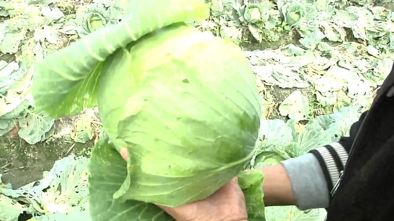 高麗菜1顆近百元！比去年同期漲1倍