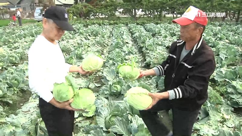 疫情苦主！高麗菜滯銷　銅板價任採