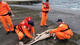 綠島公館漁港發現死亡虎鯨（1）台東綠島鄉公館漁港內發現死亡虎鯨，岸巡人員獲報抵達現場後，先利用繩索將死亡鯨豚拖上岸，但屍體因死亡過久且腐爛嚴重，協助採樣後就地掩埋。（第一三岸巡隊提供）中央社記者李先鳳傳真　109年3月15日