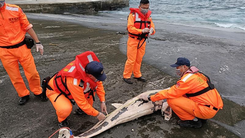 花東一天兩例　驚見死亡鯨豚