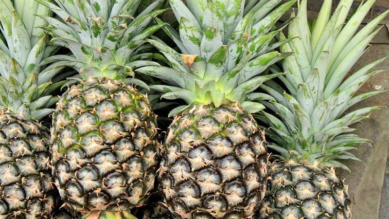 鳳梨為何叫pineapple原因曝