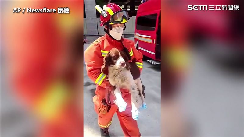 受傷不喊疼！搜救犬搶救旅館受困者