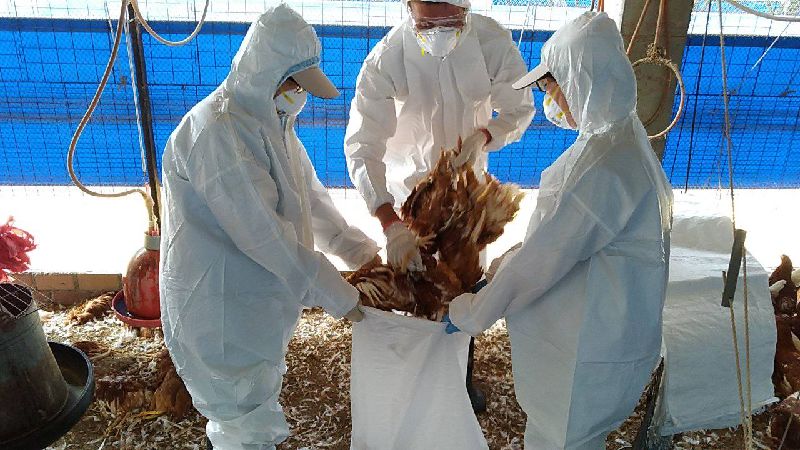 屏東萬丹養雞場染禽流感　撲殺上萬雞