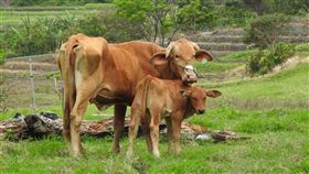 嚴格執行牛隻掛耳標　台東農業處突擊抽檢台東縣府農業處指出，去年8月開始陸續辦理7場次的牛隻掛耳標宣導會，要求養牛戶務必做好初生小牛剪耳號，沒有打耳號的牛隻耳朵必須夾上耳號，農業處16日並突擊抽檢鎮內各養牛戶。（台東縣政府提供）中央社　109年3月16日