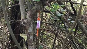 苗栗,竹南,夜跑,濱海