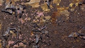 武漢肺炎，蝙蝠（圖／國立臺灣師範大學提供）