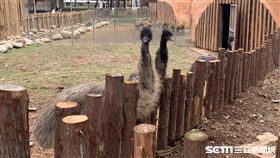 鴯鶓（新竹市立動物園提供）