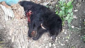  黑熊,保育,獵殺,死亡,花蓮（圖／翻攝畫面）