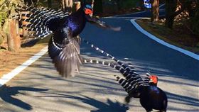 小笠原山保育帝雉有成　民眾驚見帝雉打架民眾日前拍到兩隻雄性帝雉在阿里山國家風景區小笠原山的步道上打架，嘉義林區管理處指出，小笠原山帝雉保育有成，至少有7個家族在附近活動。（嘉義林管處提供）中央社記者蔡智明傳真　109年3月17日