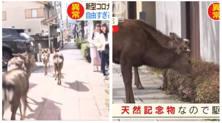 日本淪陷奈良鹿餓壞了…暴走佔領市區