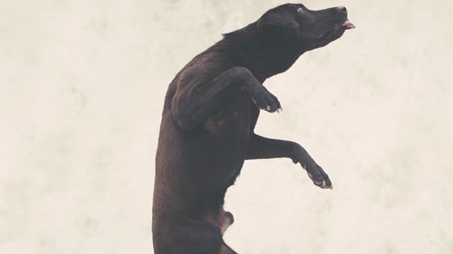 斷腿依然奮力跳躍　攝影師拍出牠的美