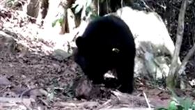 廣原小熊野放狩獵訓練入門  先學纏鬥舉尾蟻廣原小熊Mulas預計5月野放，目前正接受狩獵訓練，第一堂課是纏鬥舉尾蟻，但Mulas好像對舉尾蟻興趣不大。（台東林管處提供）中央社記者盧太城台東傳真  109年3月18日