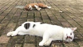 微博　貓狗會傳染　武漢病毒