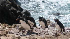 跳岩企鵝
圖／翻攝自unsplash