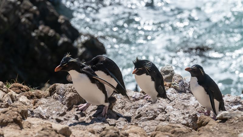 企鵝逛水族館初體驗　一臉震驚頻張望